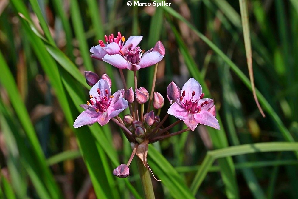 Butomus umbellatus / Giunco fiorito